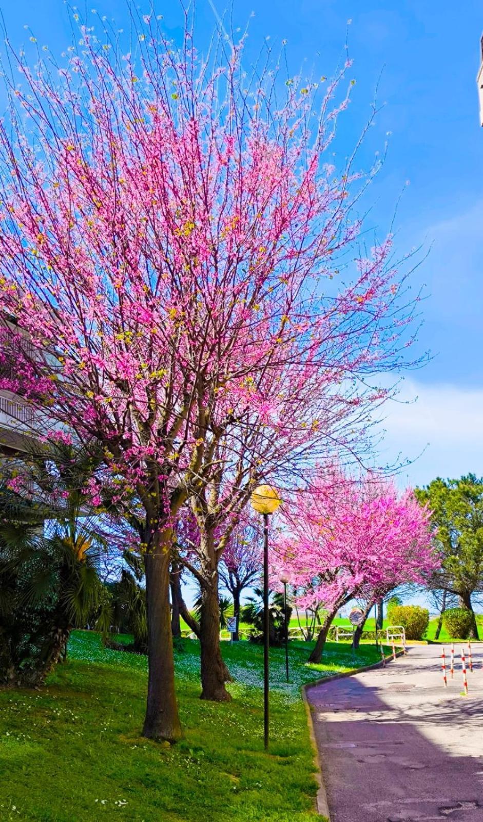Rome Sweet Home Vitinia Esterno foto